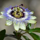 Passiflora 2018