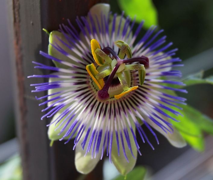 Passiflora...