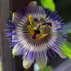 Passiflora...