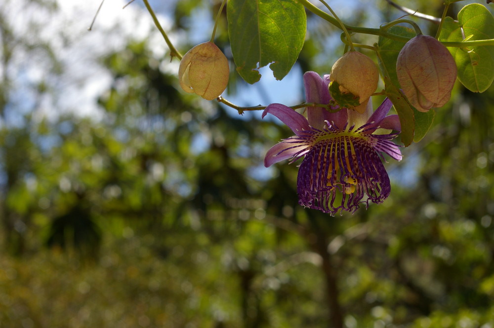 Passiflora