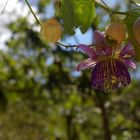 Passiflora