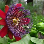 Passiflora