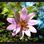 *** Passiflora ***