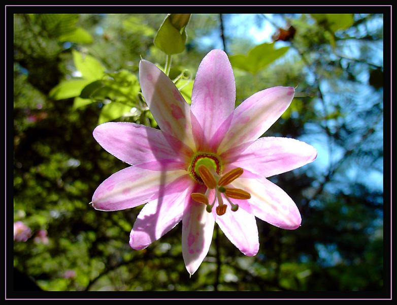 *** Passiflora ***