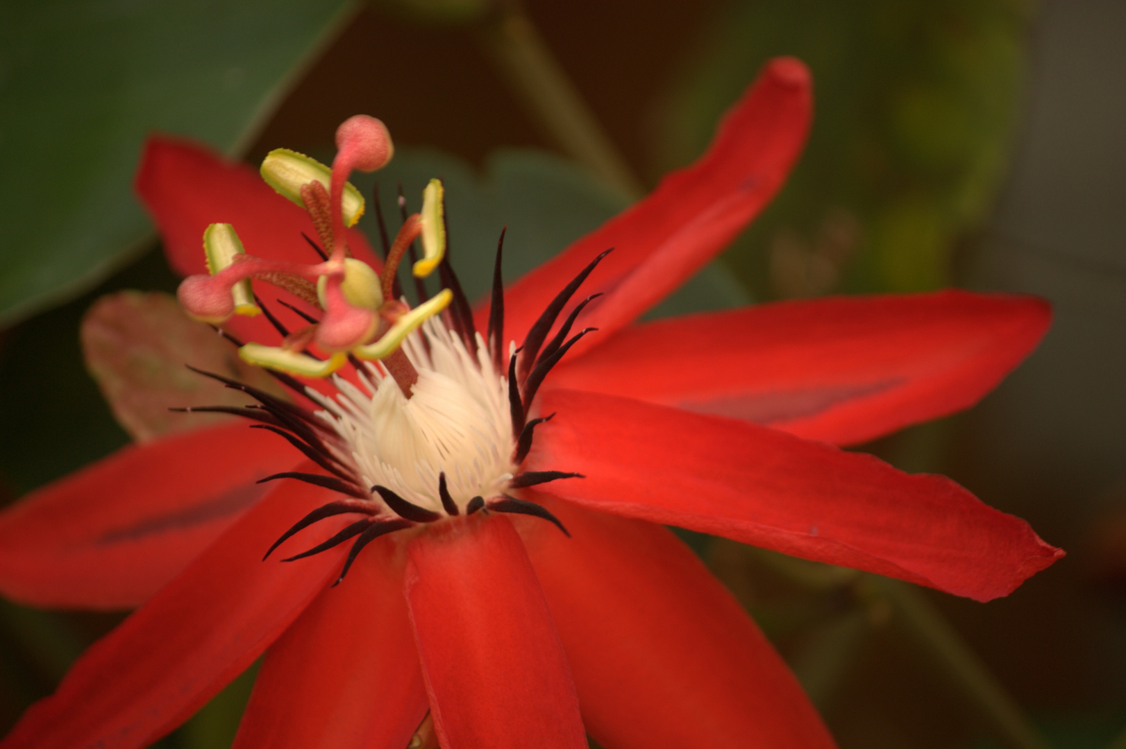 Passiflora