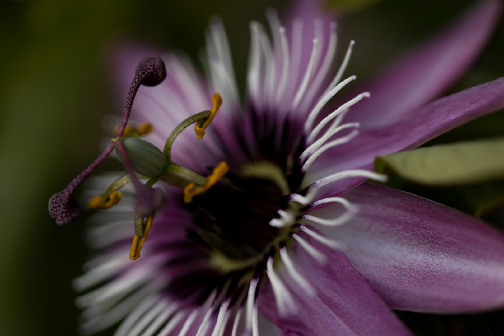 Passiflora 