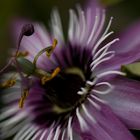 Passiflora 