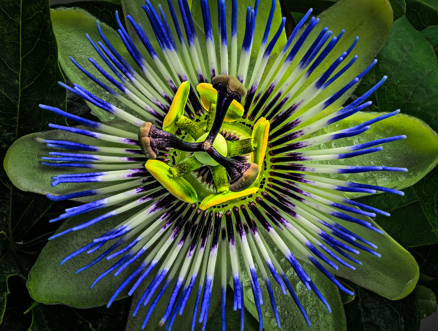 Passiflora 3