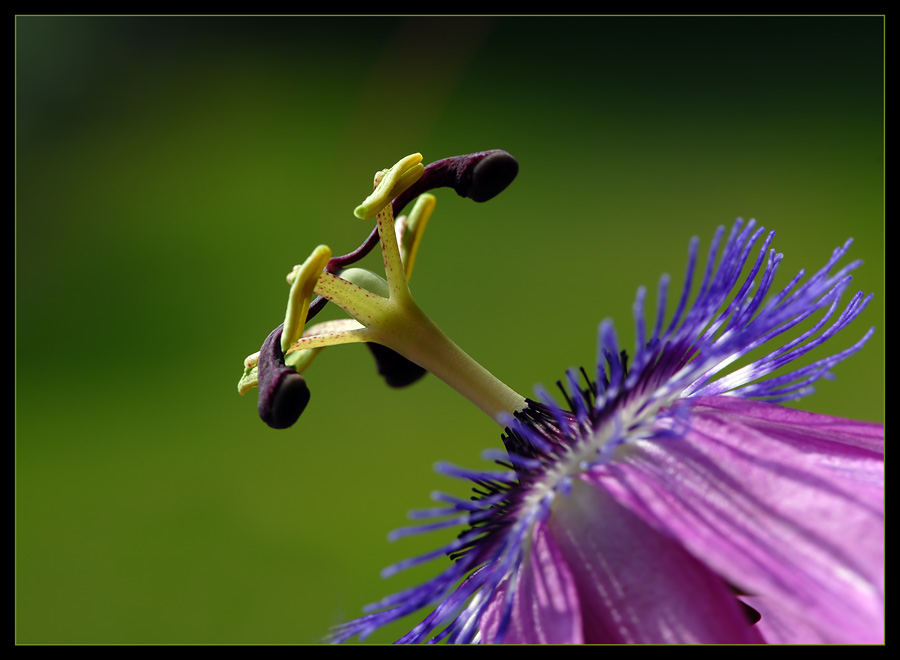 Passiflora #3