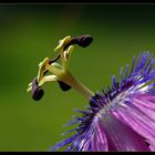 Passiflora #3