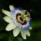 passiflora