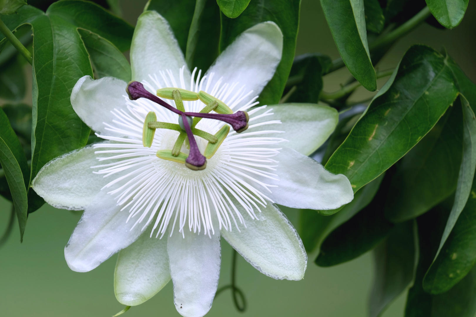 Passiflora