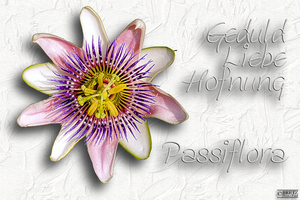 Passiflora