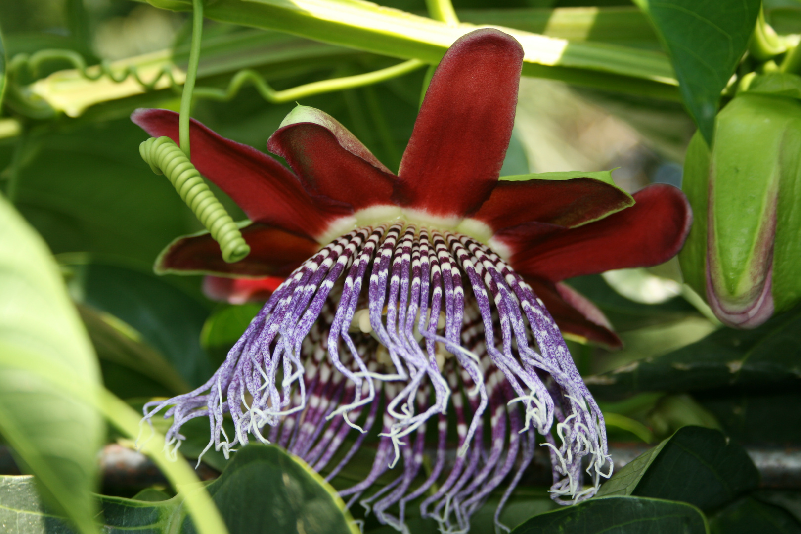 Passiflora