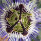 Passiflora