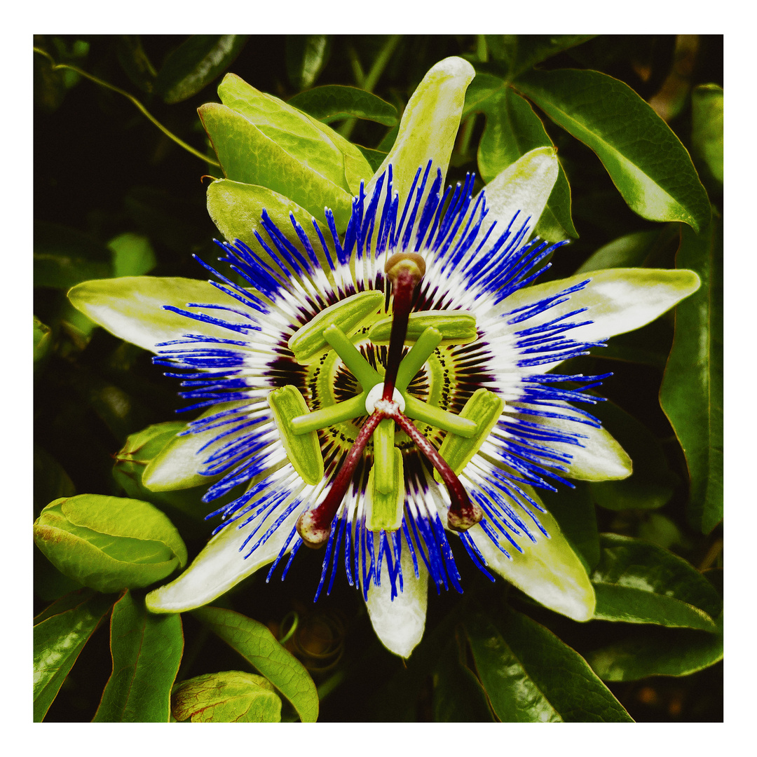 Passiflora