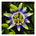 Passiflora