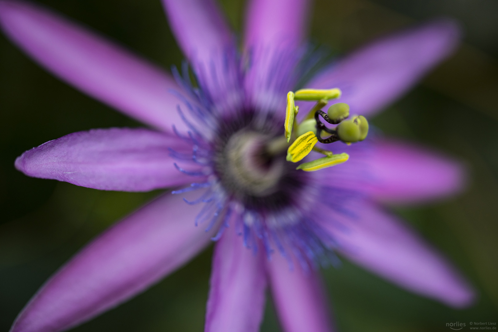 passiflora