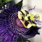 Passiflora.