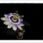 Passiflora