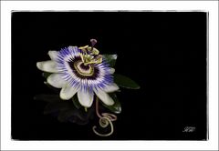 Passiflora