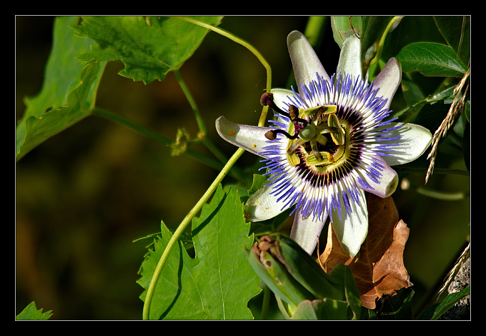 - passiflora -