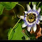 - passiflora -