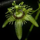 Passiflora