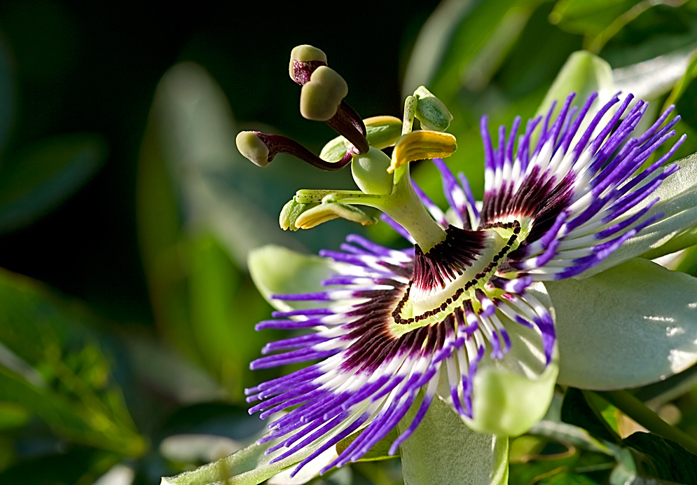 Passiflora