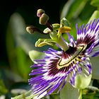 Passiflora