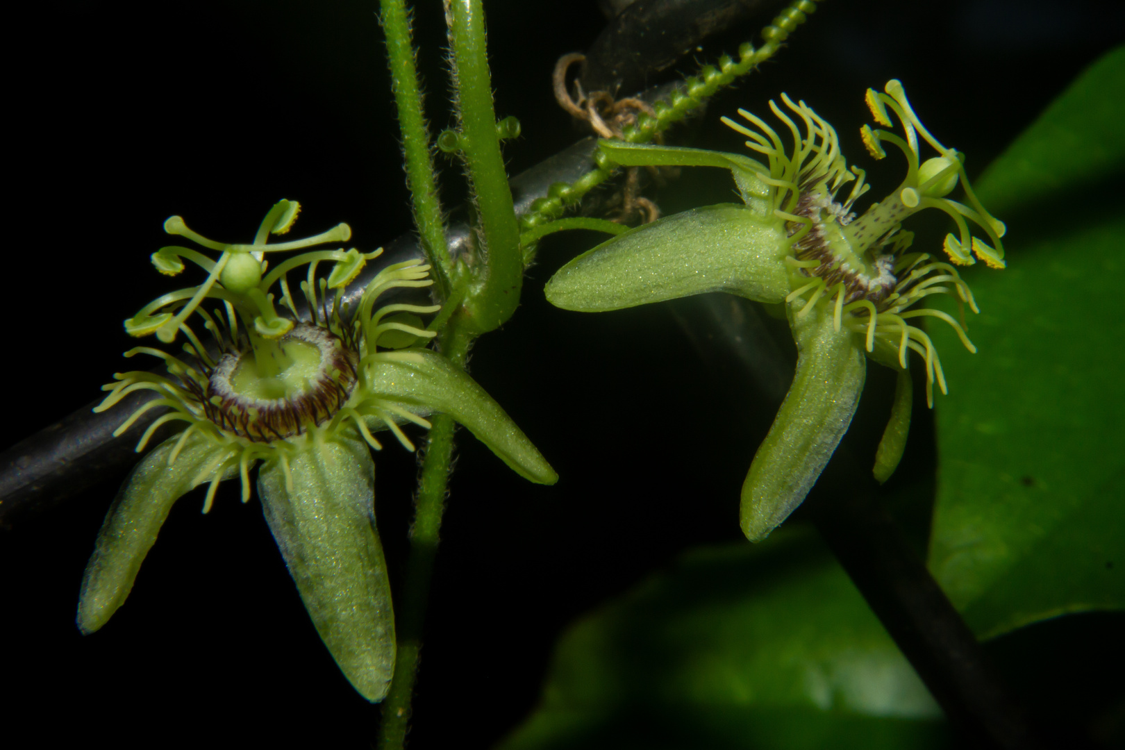 Passiflora