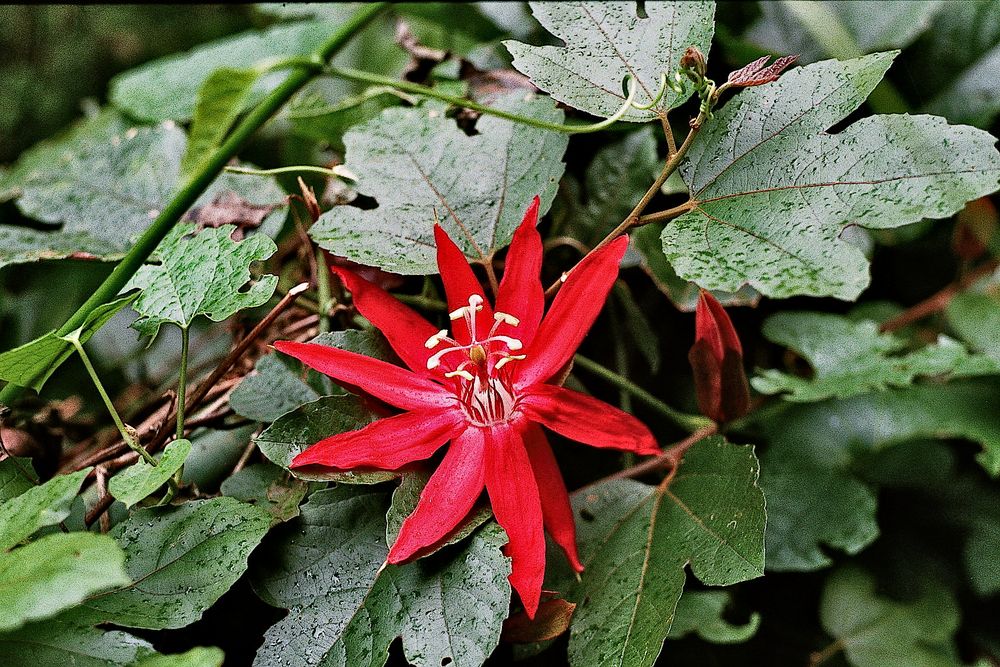 Passiflora