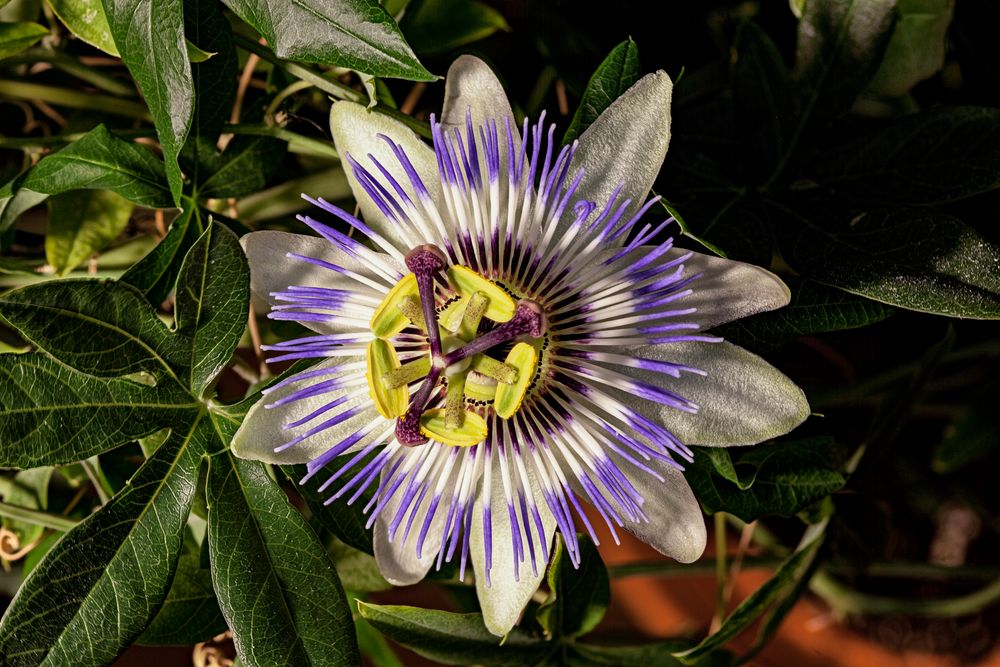 Passiflora