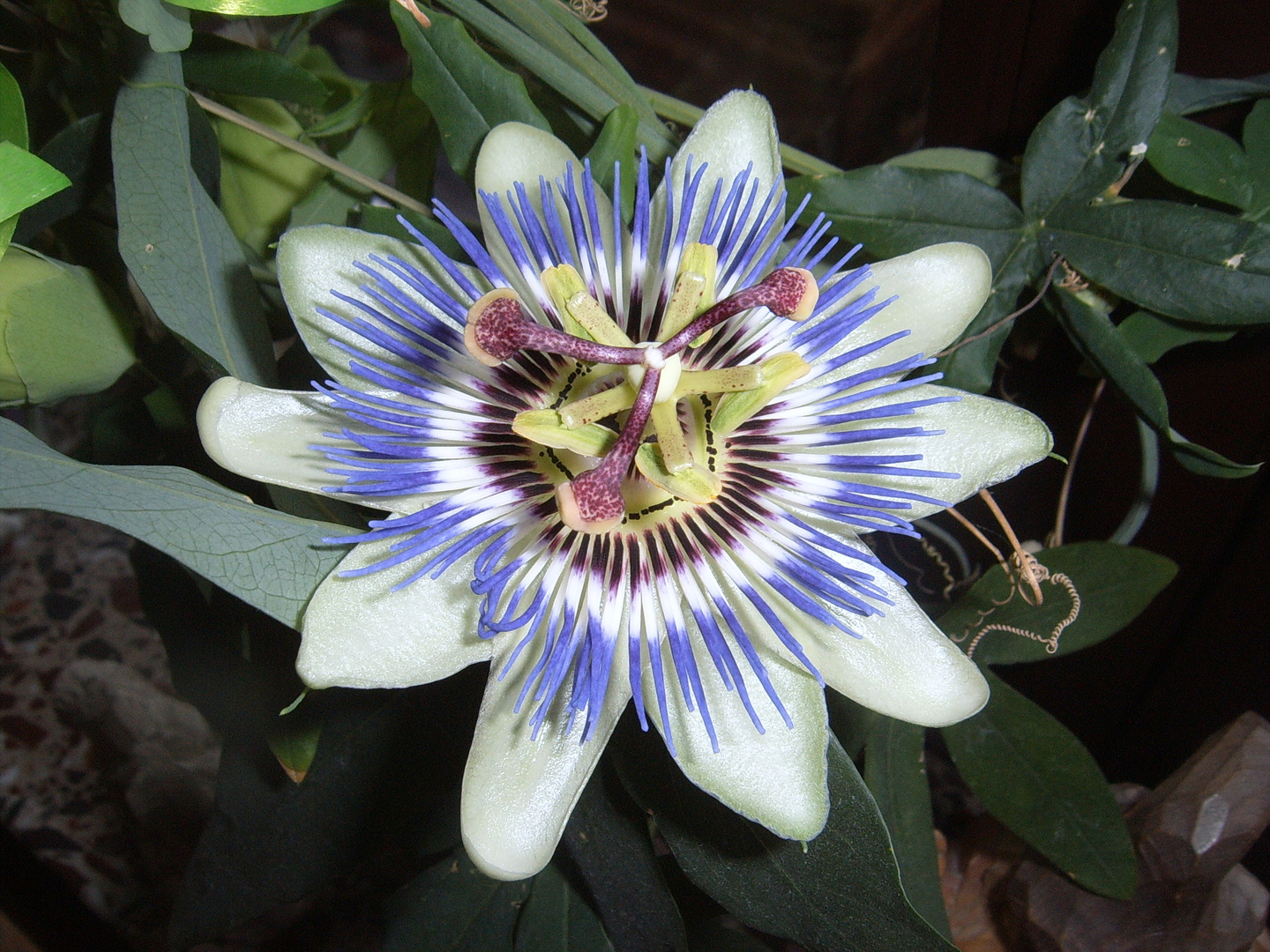 Passiflora