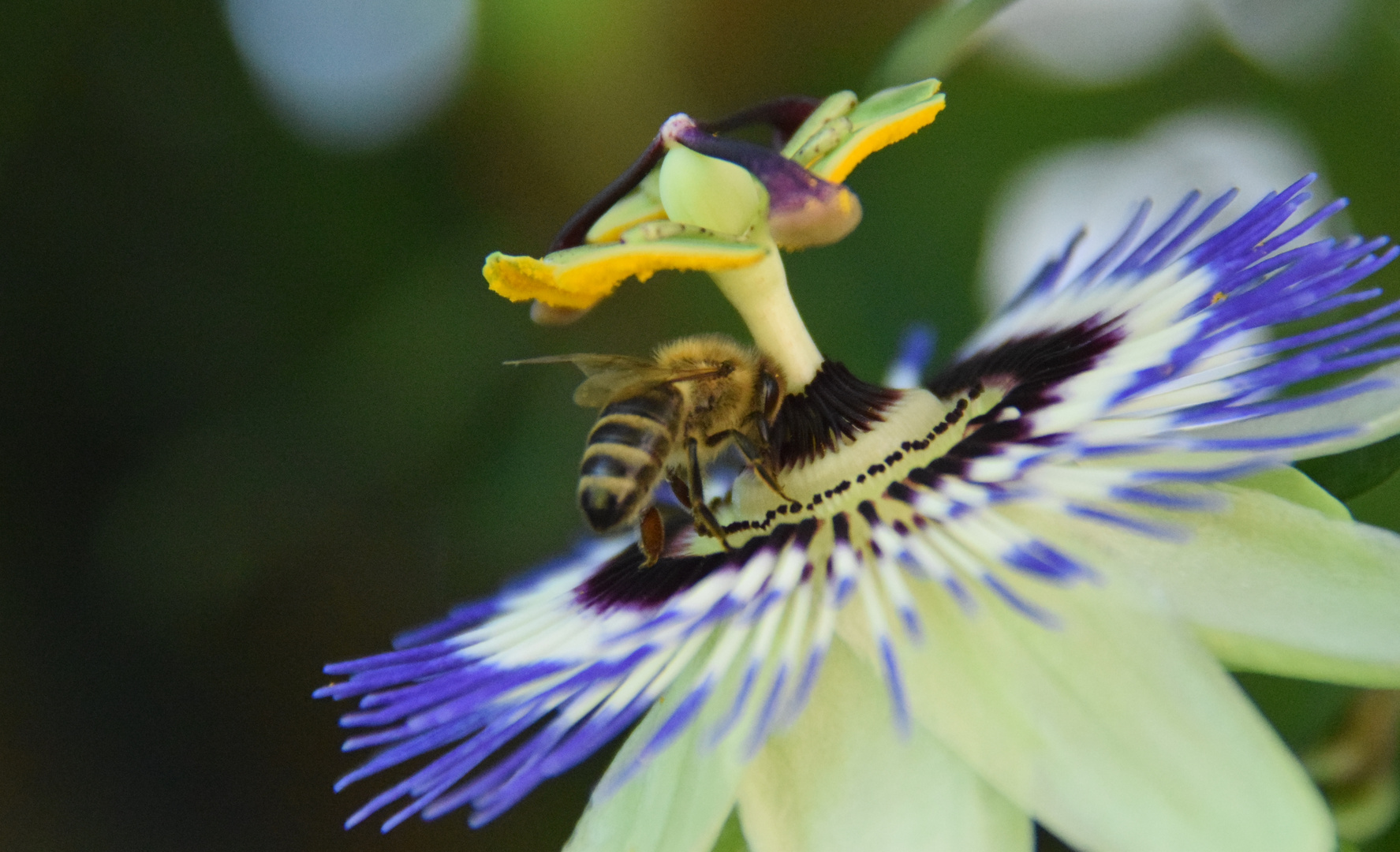 Passiflora Foto & Bild der foto ordner 2016, natur, landschaft Bilder