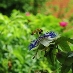 Passiflora