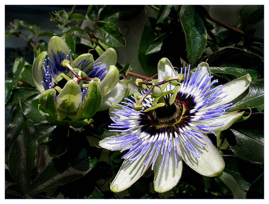 Passiflora