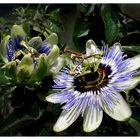 Passiflora