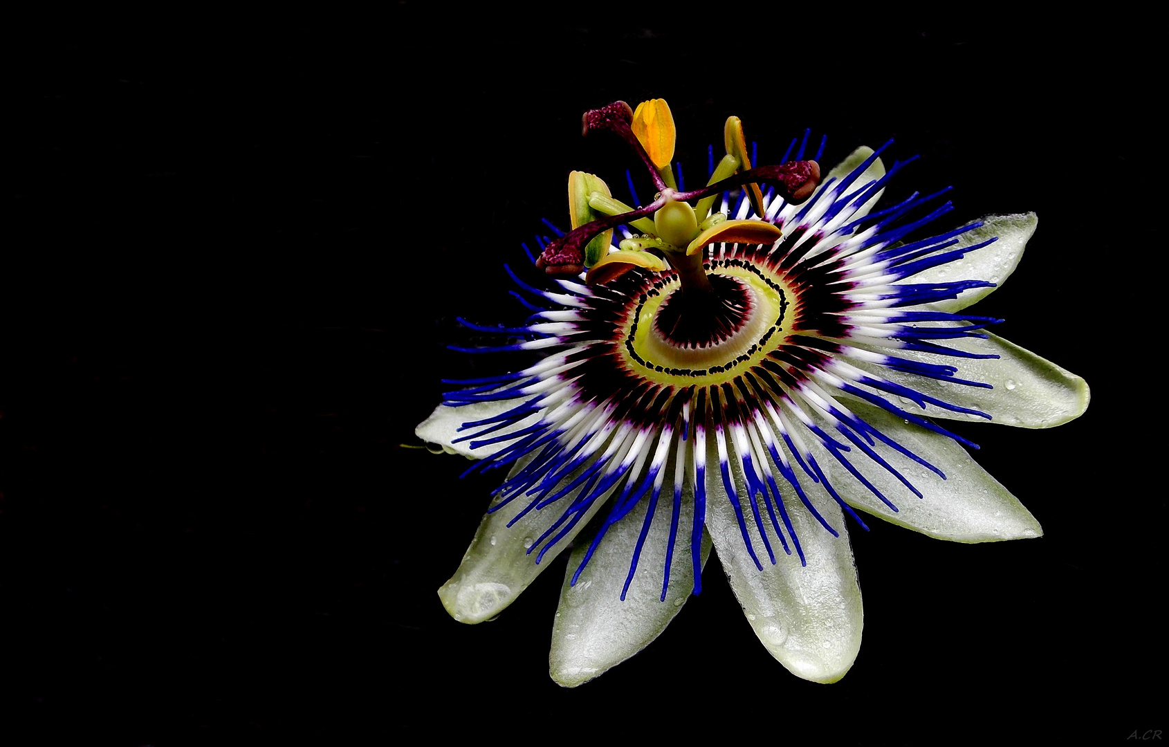 Passiflora