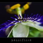 passiflora