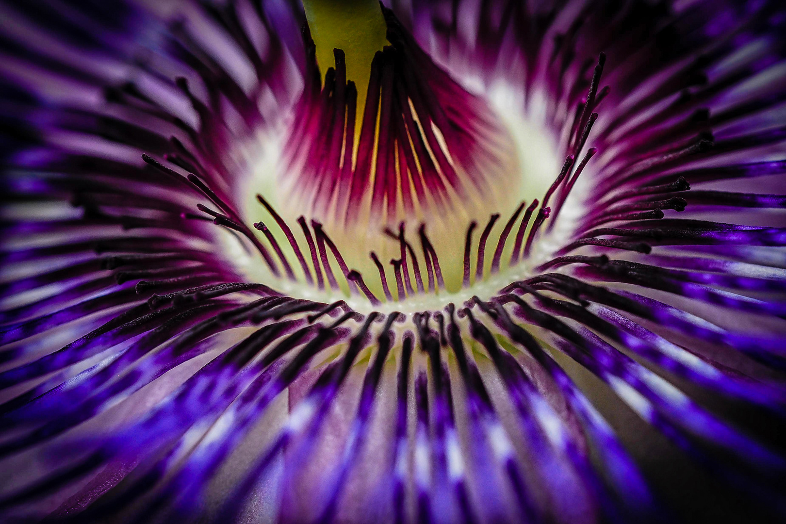 PASSIFLORA