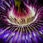 PASSIFLORA