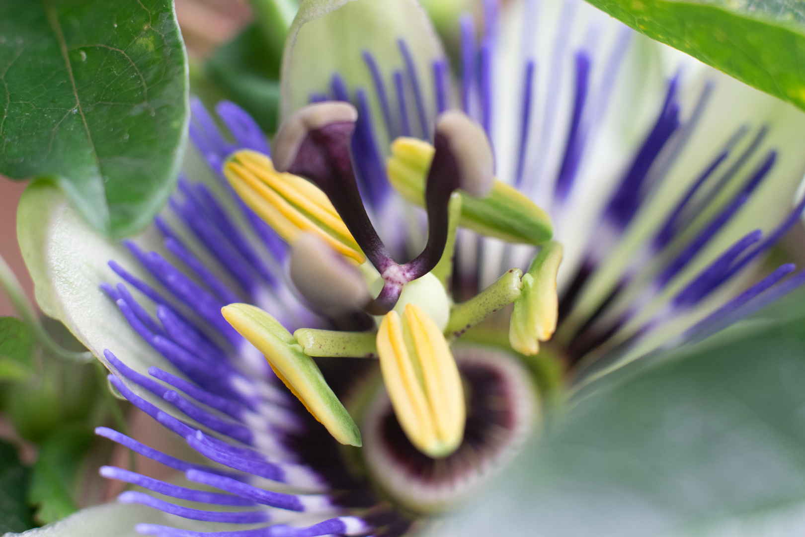 Passiflora