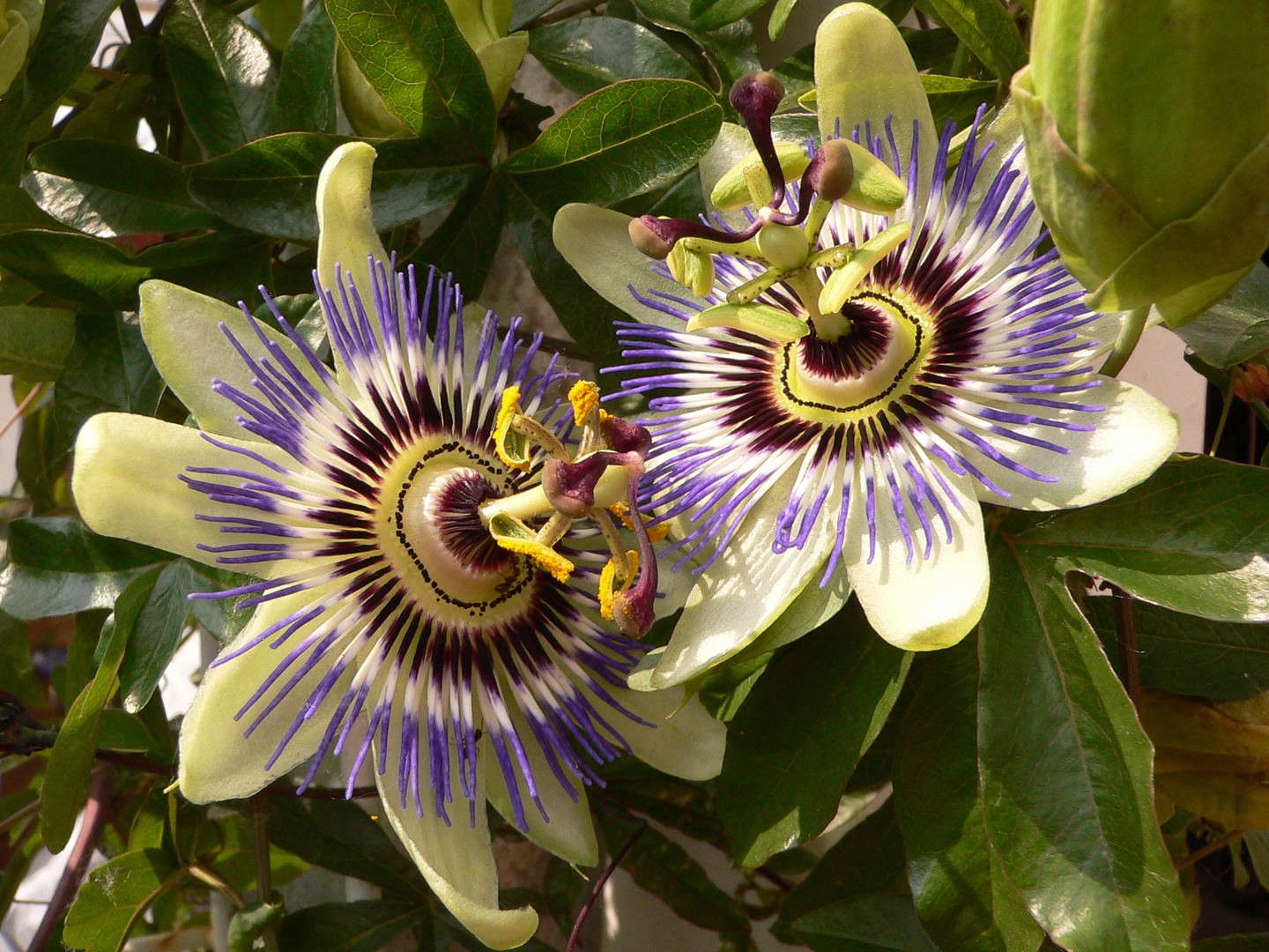 Passiflora