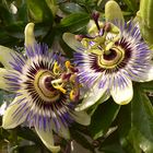 Passiflora