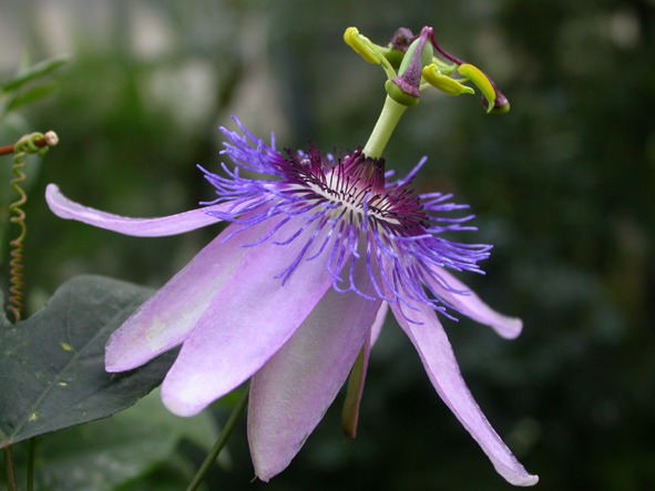 Passiflora