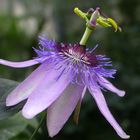 Passiflora