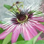 Passiflora...