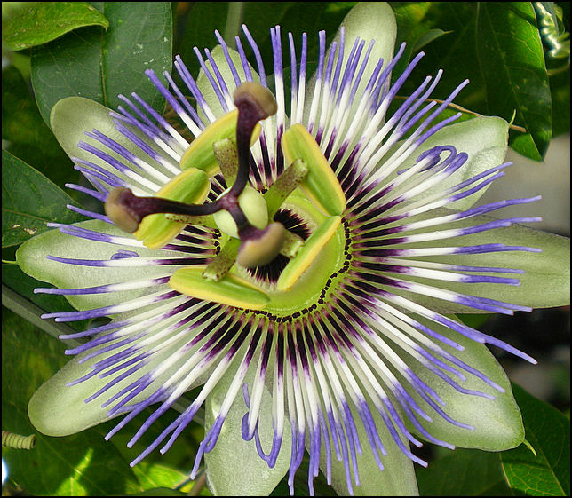 ***Passiflora***