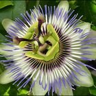 ***Passiflora***